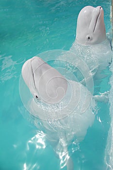 Beluga whales (white whale) in water