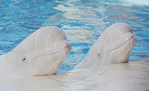 Beluga whales (white whale) in water