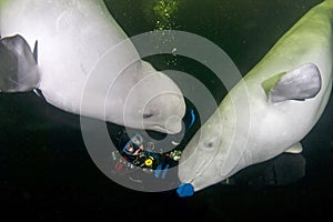 Beluga white whales and diver underwater