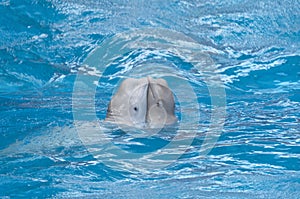 Belugas dance