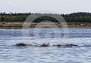 Belugas frolic at Cape Beluzhy on the Solovetsky Islands, the White sea,