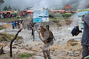 Beluk Jampuk (bubo sumartanus)