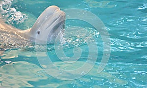 Belukha LAT. Delphinapterus leucas type of toothed whales