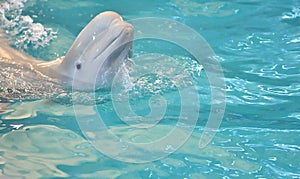Belukha LAT. Delphinapterus leucas type of toothed whales photo