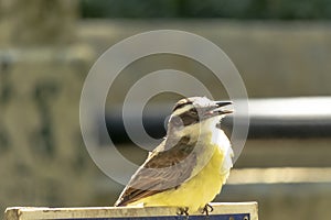 Bem te vi Brazilian bird