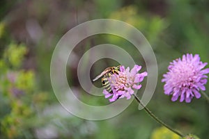 Bembex rostratus sand wasp on purple flower. Close-up photo