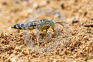 Bembix oculata (Hymenoptera, Crabronidae) Sand Wasp, also known as Avispa de la Arena. photo