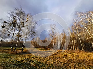 Bemowo Forest. The green part of Warsaw