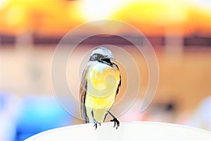 Bemtevi bird singing photo
