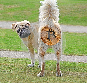 Bemused pedigree pug backside bitcoin cryptocurrency