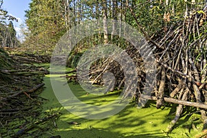 Bemwo forest. The place of occurrence of the beaver in the natural environment