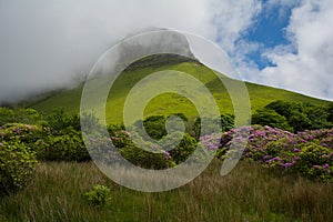 Ben Bulben, Republic of Ireland on a partly sunny day with rhododendron in the foreground