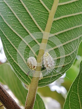 Bena Putih photo