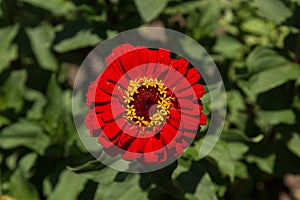 Benarys Moulin rouge red zinnia flower