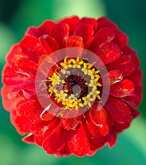 Benarys Moulin rouge red zinnia flower