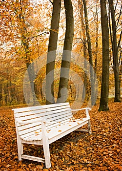 Bench