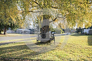 Bench against the large tree in the middle of a lawn at Tacoma, Washington