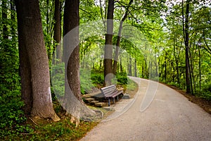 Bench along a path through the forest at Centennial Park in Columbia, Maryland.