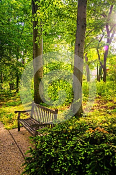Bench along a path through a forest at John Hopkins University i