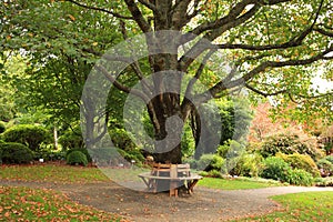 Bench around tree in park at fall