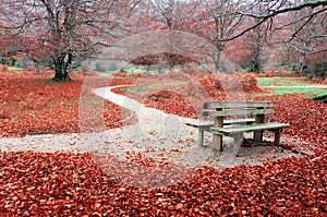 Bench on autum