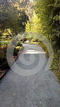 Bench, autumn colors, life path, walk, garden, fir