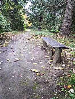 A bench, autumn in Dendrological Park Arboretum Silva photo