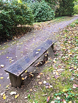 A bench, autumn in Dendrological Park Arboretum Silva photo