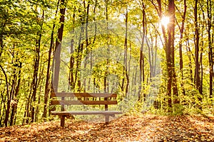 Bench in autumn forest