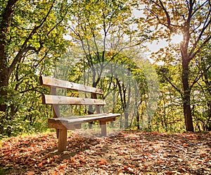 Bench in autumn forest