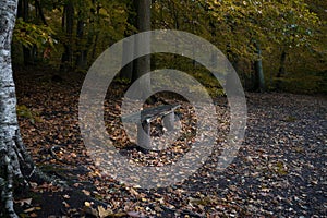 Bench in autumn forest