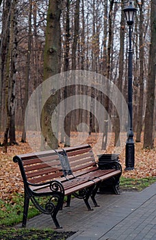 Bench in the autumn forest