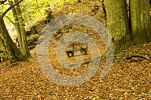 Bench in autumn forest