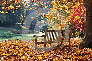 Bench in autumn park.