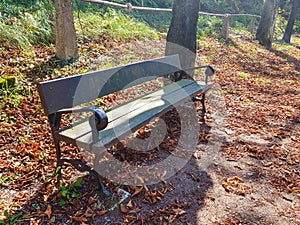 Bench in autumn park. Autumn landscape