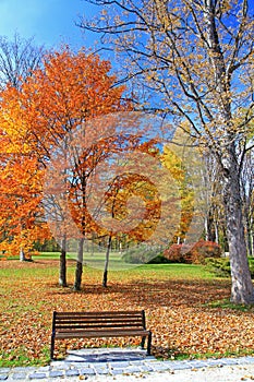 Bench in the autumn park