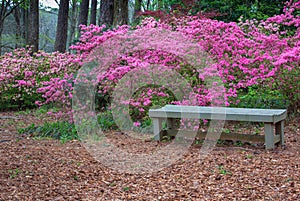 Bench in Azalea Garden at Springtime