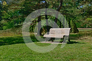 A bench in a beautiful park with a background of tanks of long trees and pine trees. relaxation, destressing, hope, happiness