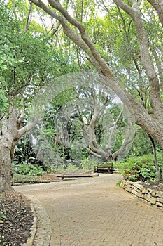 Bench beneath trees in Kirstenbosch