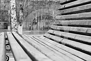 Bench. Black. White. Tree. Nature. Park. Stroll