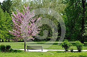Bench and blossoming tree