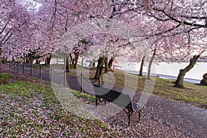 Bench on Cherry Tree Walk in West Potomac Park Tidal Basin Washington DC