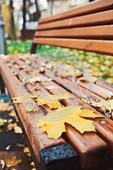 Bench with fallen yellow leaves in autumn park