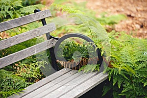 Bench and Ferns