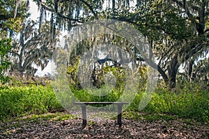 Bench within Florida Preserve