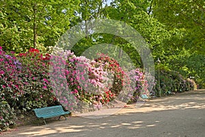 Bench with flowering rhododendron bushes in the park