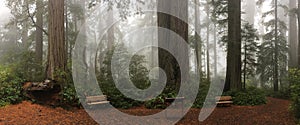 Bench on the foot of tall redwood trees in misty forest