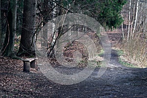 Bench in a forest