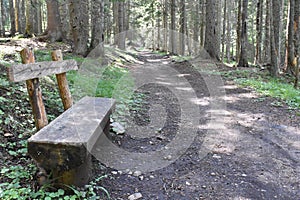 The bench in the forest and the forest trail