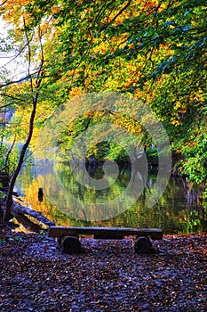 Bench at the forest lake with trees